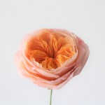 オーステインローズ