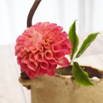 ポンポンダリア